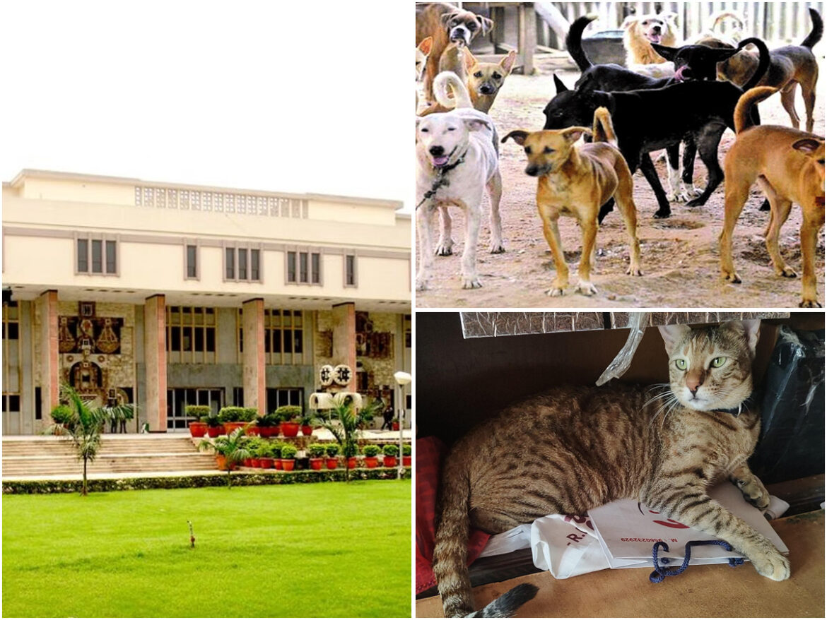 दिल्ली हाई कोर्ट ने नगर निगम को लेकर कह दी बड़ी बात, आवारा जानवरों को पकड़ने में निगम फेल