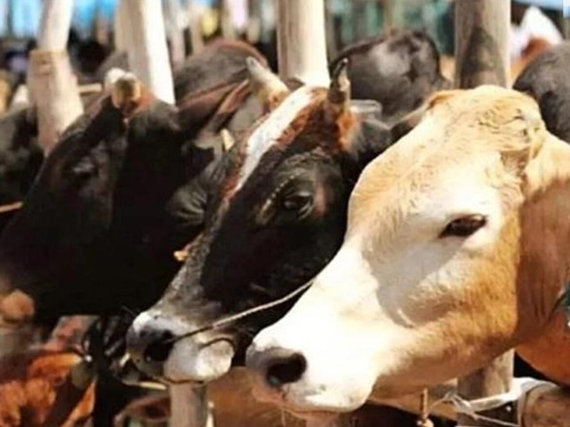 beef market in Rajasthan,