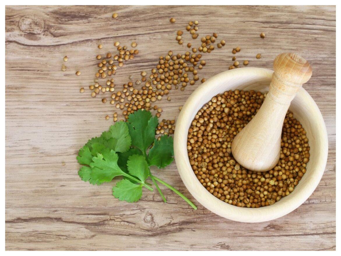 Coriander