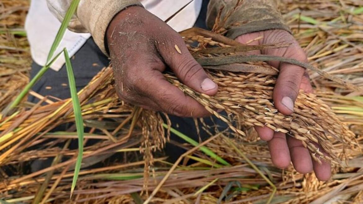 Rain in Haryana and Punjab: पंजाब हरियाणा में बेमौसम बारिश संग गिरे ओले, फसलों को पहुंचा भारी नुकसान