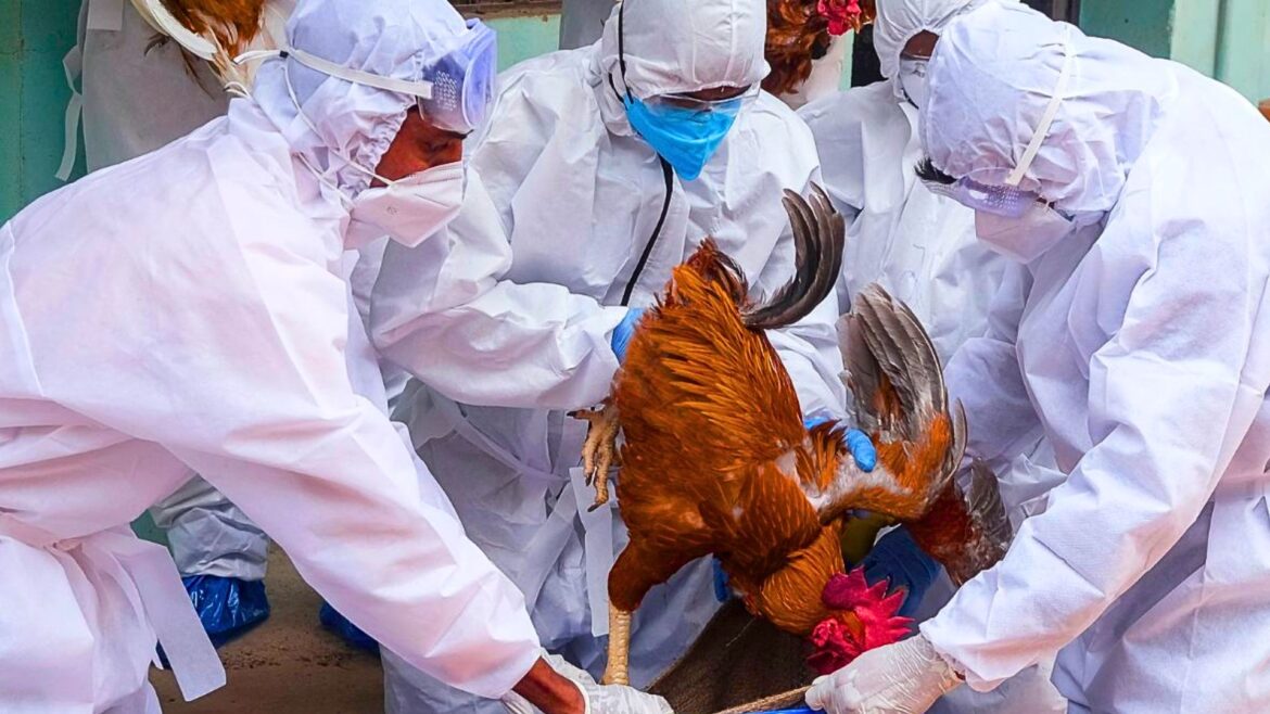 Bird Flu In Kerala