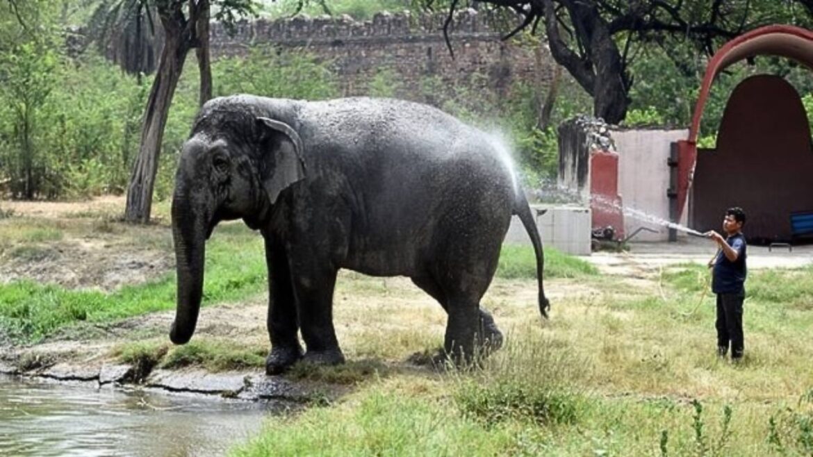 Alipore Zoo: कोलकाता के चिड़ियाघर में जानवरों को गर्मी से बचाने के लिए किए गए खास बंदोबस्त