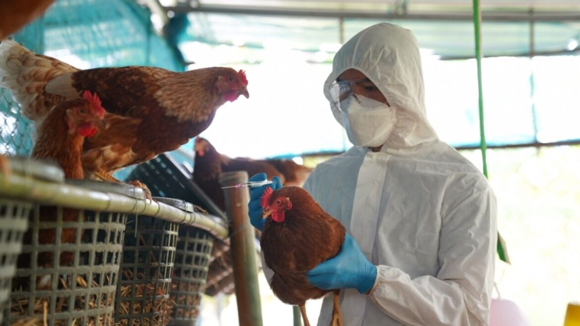 Avian Flu Outbreak In Ranchi