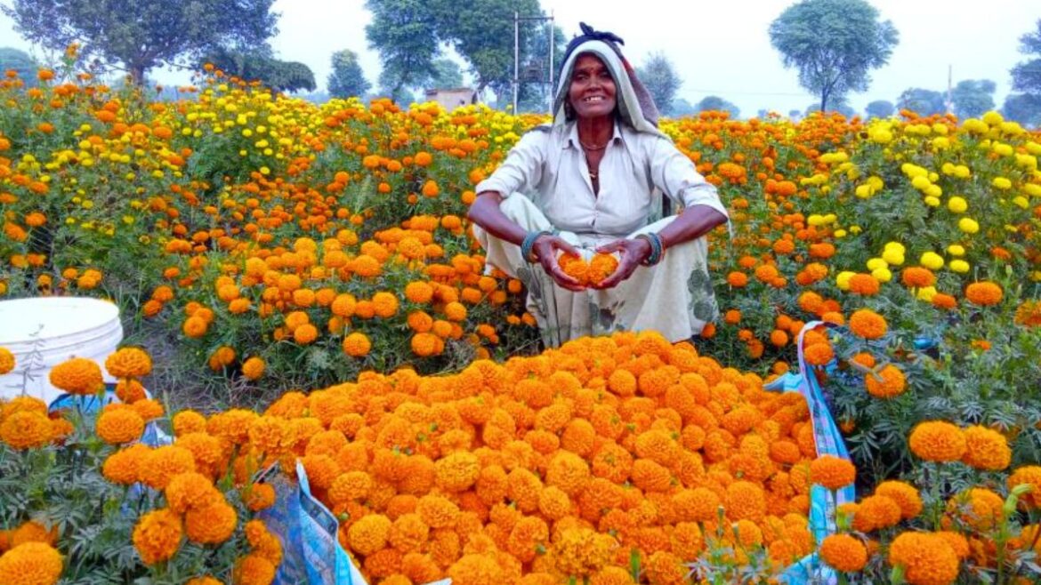 Madhya Pradesh Kisan Income