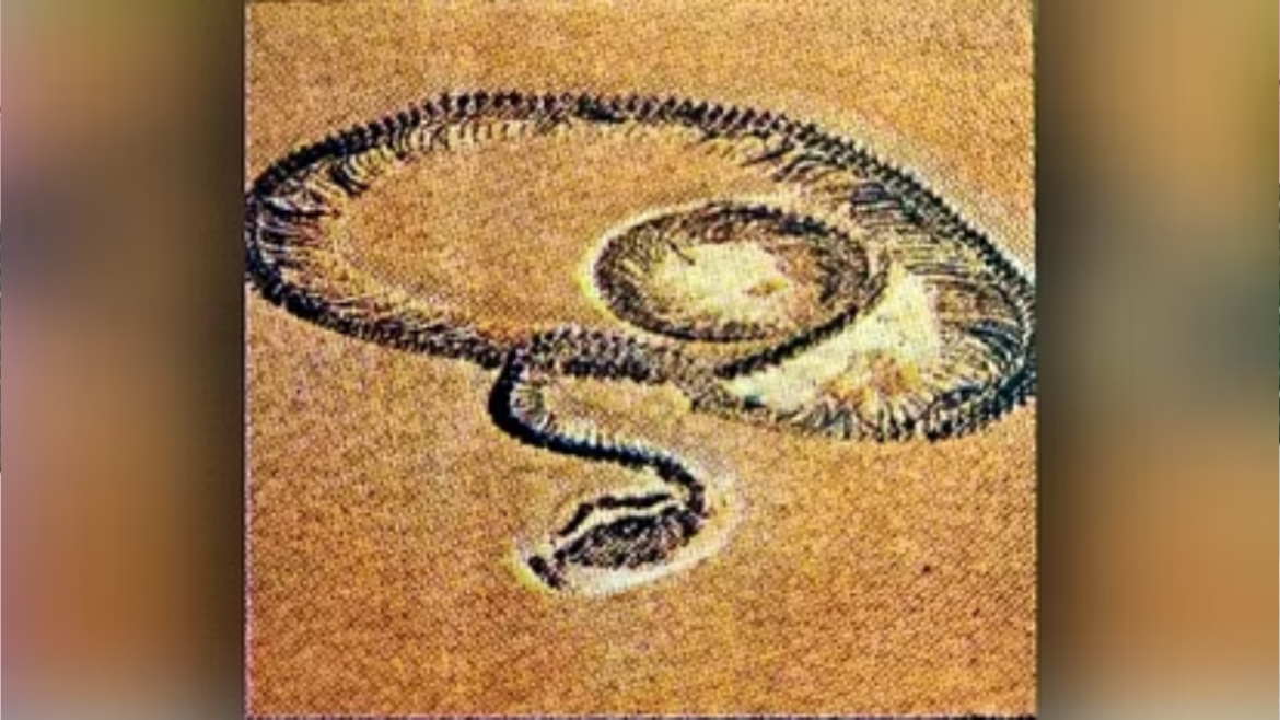 Largest Snake Vasuki