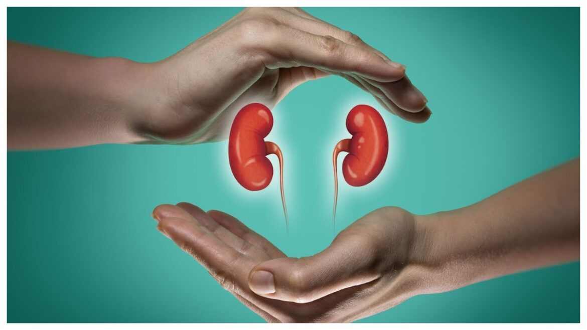 kidney