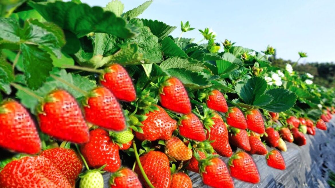 Uttarakhand: हरिद्वार में किसानों को पसंद आ रही है स्ट्रॉबेरी की खेती, किसान बोले इसमें सबसे ज्यादा फायदा