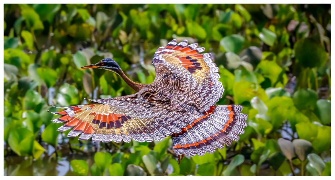 Biological Diversity