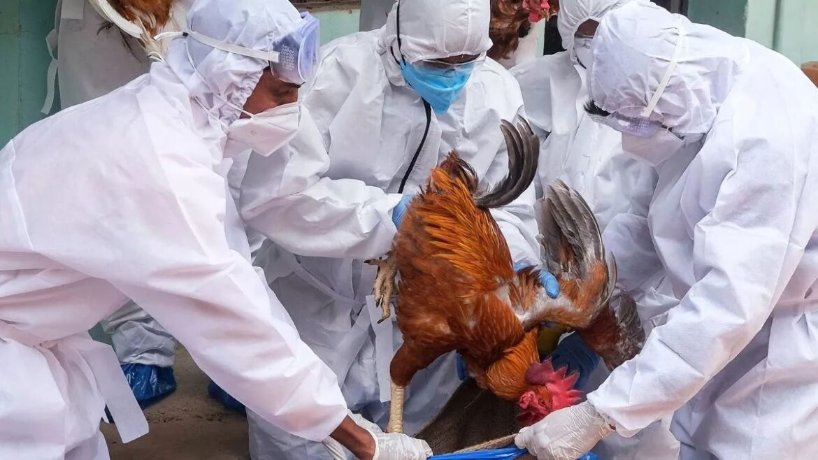 Bird flu outbreak in kerala