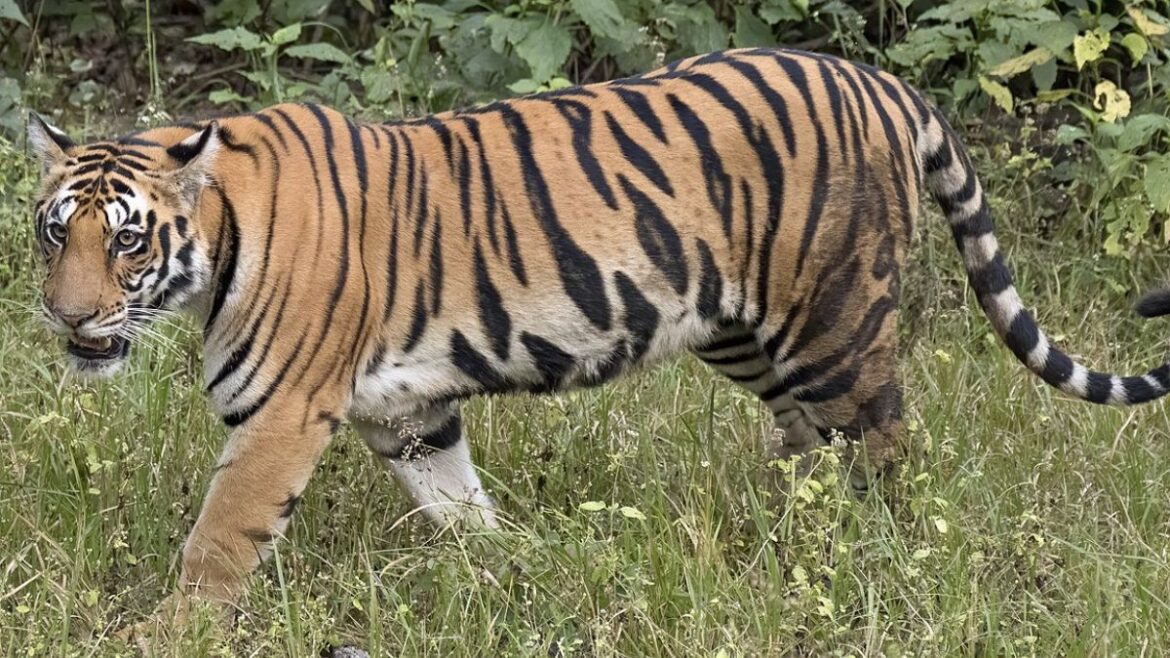 Tiger's Death in Maharashtra