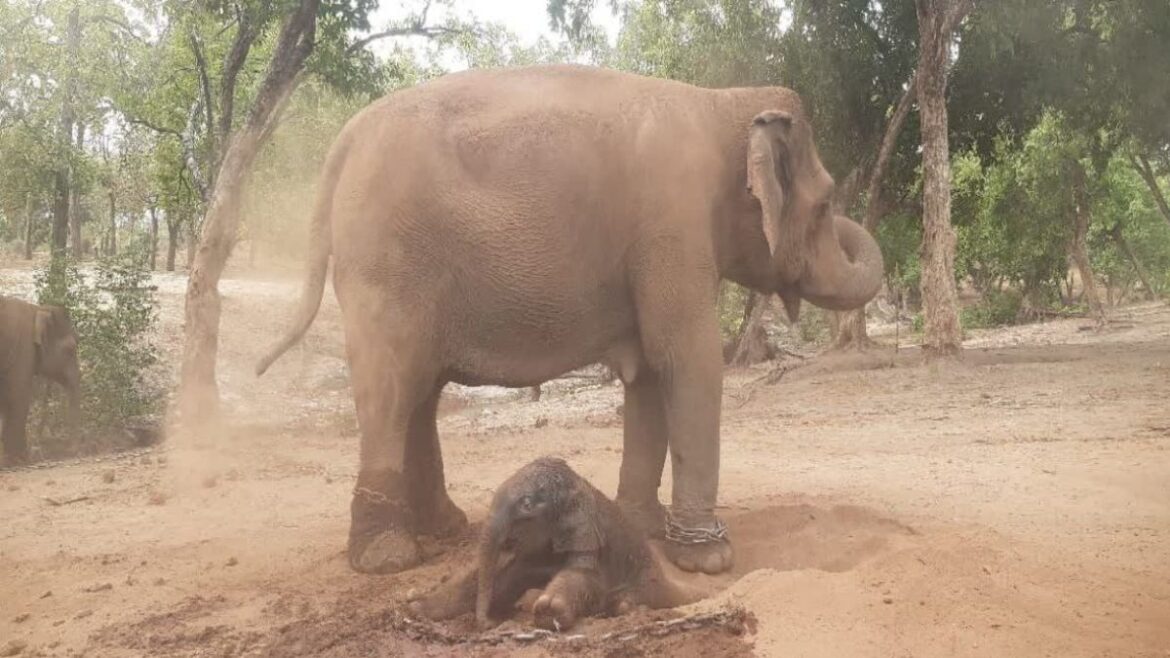 Bandhavgarh Tiger Reserve