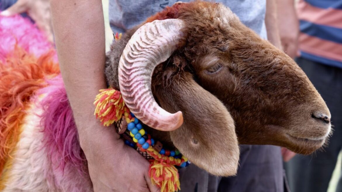 Eid al-Adha This goat Rajasthan breed sold Rs 7 lakh 50 thousand