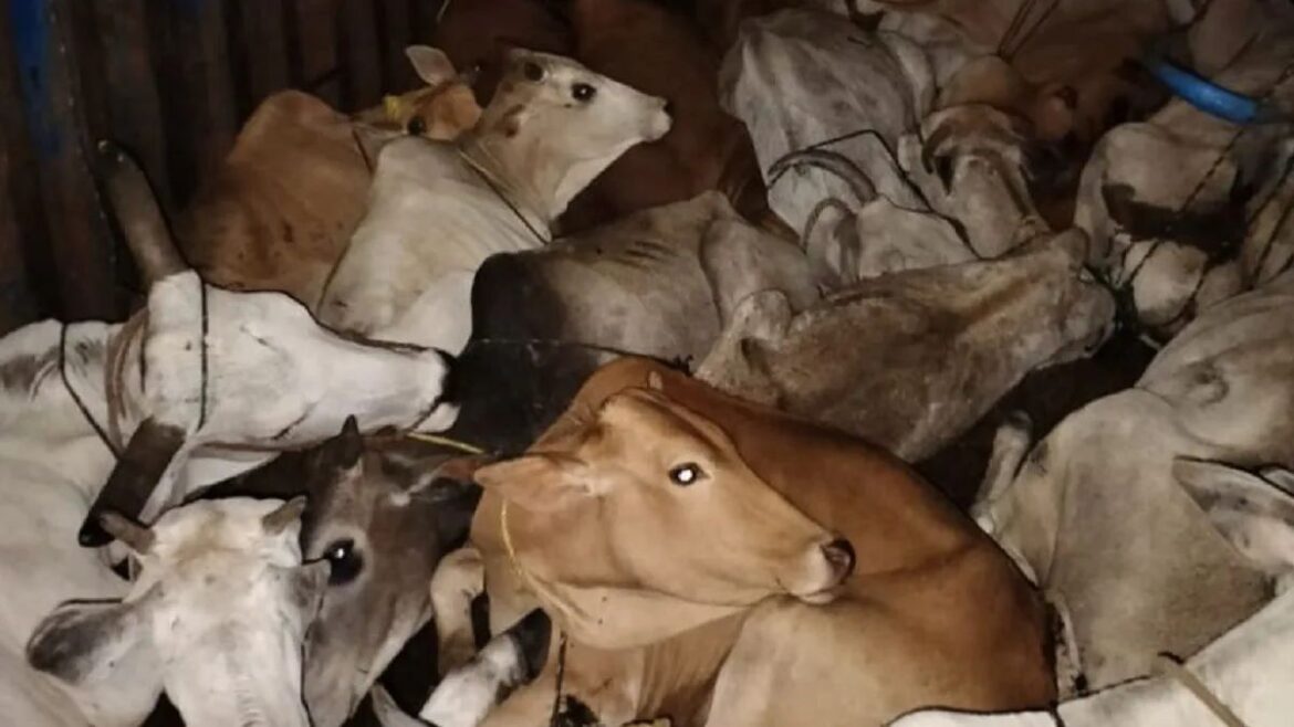 cow Smuggling 60 year elderly