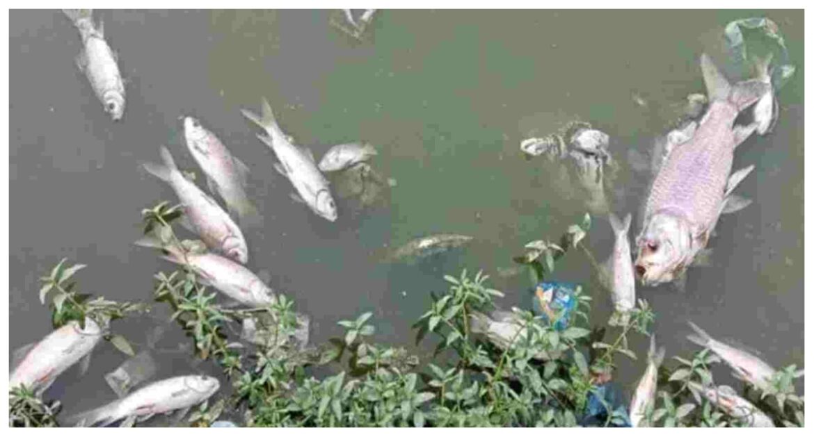 fish died in Nagaur Dargah pond