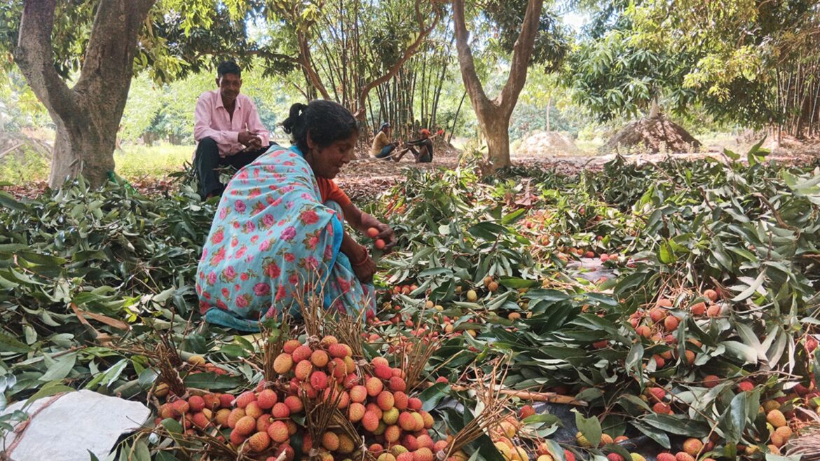 लीची के सीजन में मुजफ्फरपुर के किसानों की हुई चांदी, Advance Technology से बना रहे हैं शहद