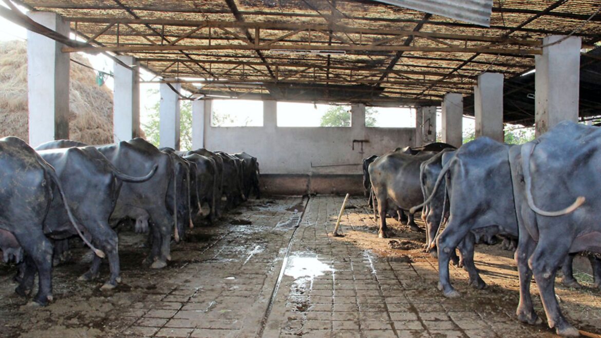 Urgent Need To Relocate Ghazipur Dairies