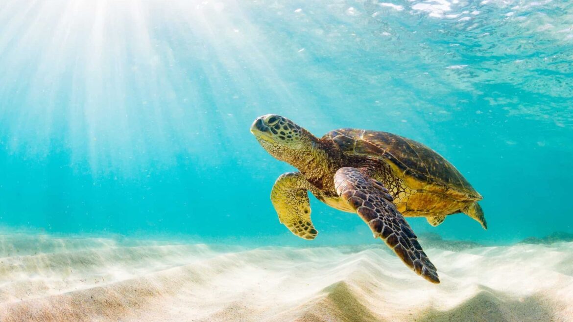 World Turtle Day 2024