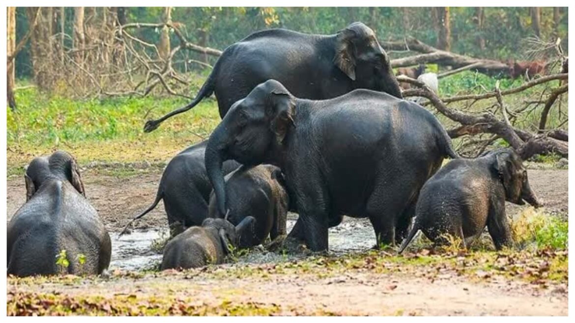 Madhya Pradesh: वन विभाग के अधिकारियों ने शहडोल में गांव वालों को सिखाया जंगली हाथी भगाने का तरीका