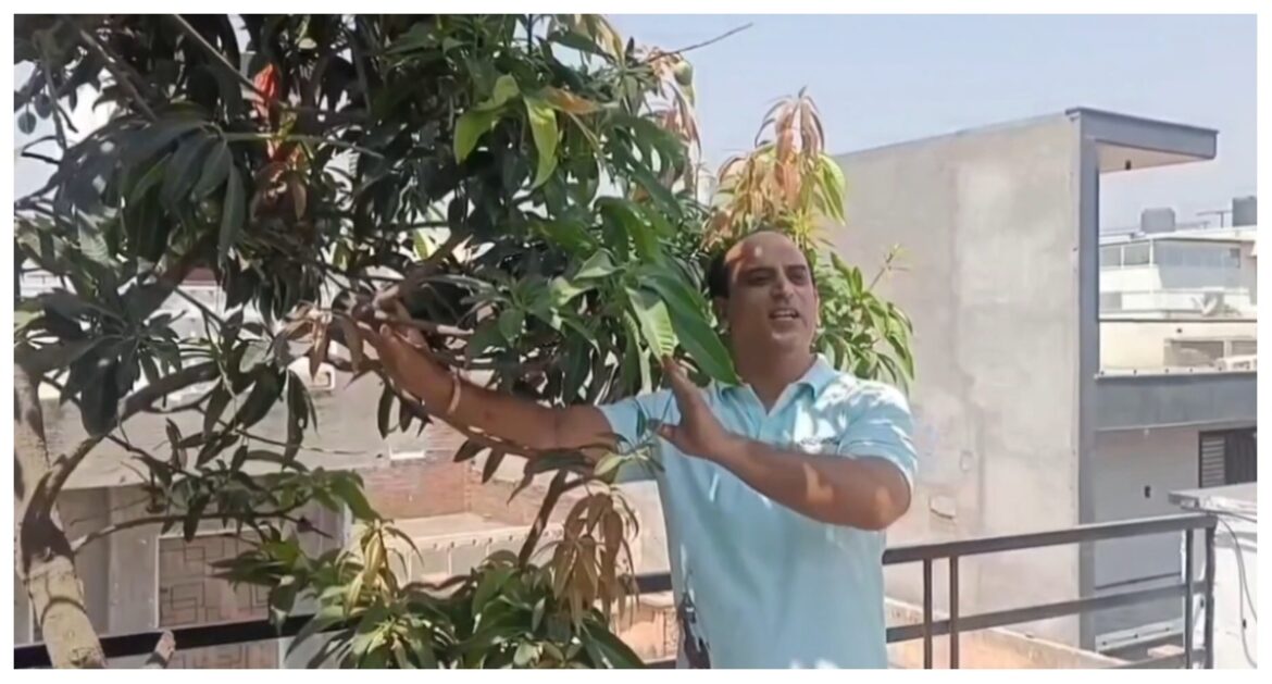 New House Old Trees: शख्स ने अपने नए घर में दी पुराने पेड़ को जगह, इस योजना के तहस सरकार से मिली मदद