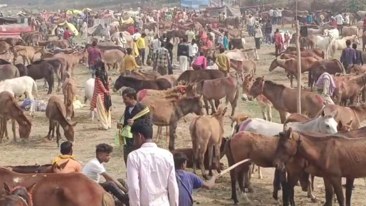 pakistan poverty rich with donkeys this is how financial condition changed 5 years