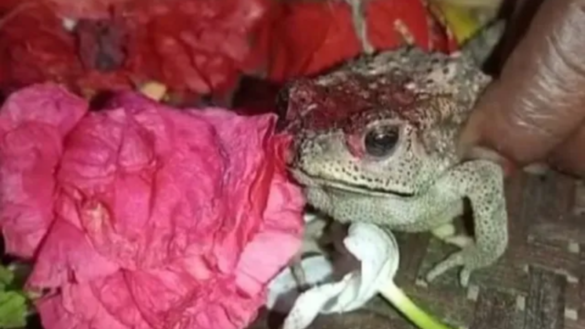 Frogs Wedding Ceremony