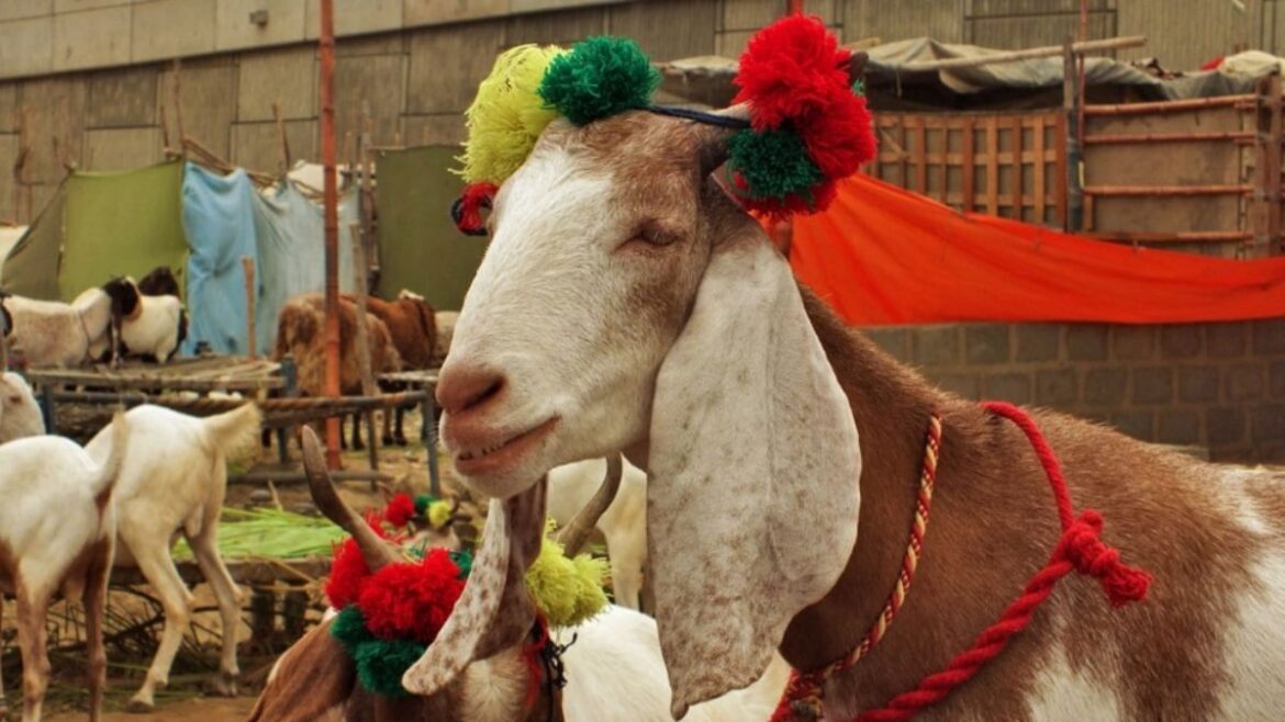 Bakri Eid Kab Hai 2024