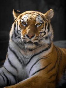 tiger