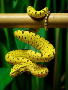 python yellow