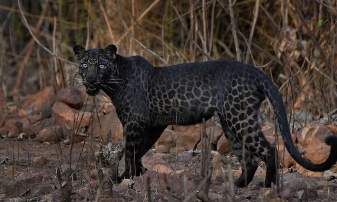 उदयपुर में तेंदुए का आतंक, पुजारी को मंदिर से उठाकर ले गया