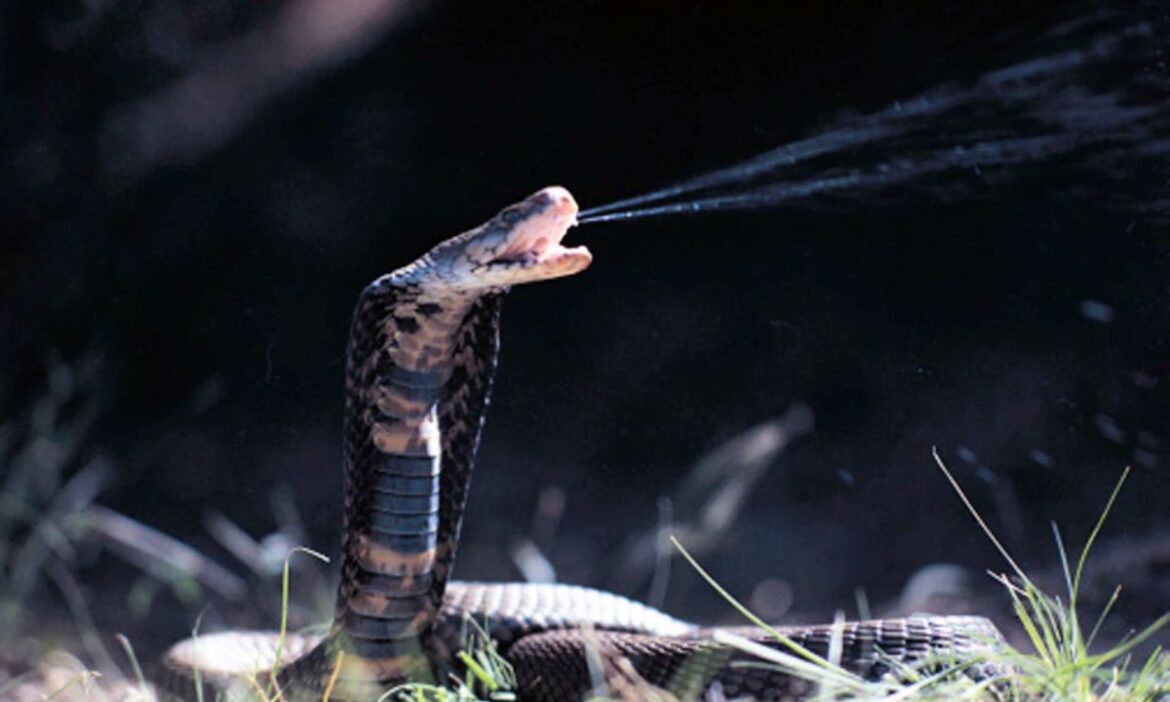 Bihar News : नवादा में खिलौना समझकर मासूम ने पकड़ा सांप, फिर जो हुआ वो काफी हैरान करने वाला था