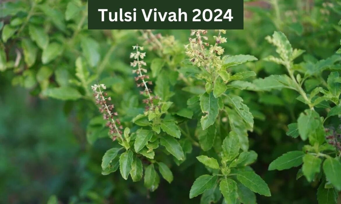 Tulsi Vivah 2024 date and puja vidhi know Tulsi Vivah shubh muhurat