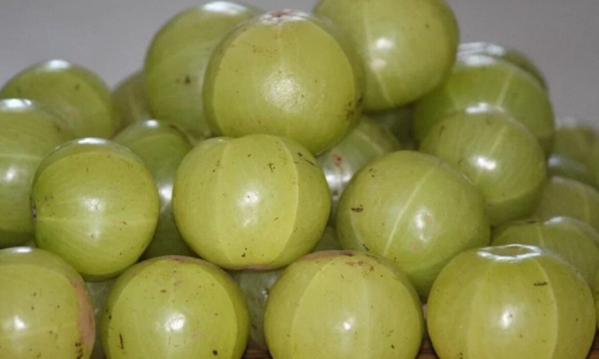 Health Tips: आंवला खाने के फायदे के बारे में आपने जरूर सुना होगा. घर में बड़े-बुजुर्ग अकसर आंवला खाने की सलाह देते हैं. हालांकि, कई लोग अभी भी इसके गुणों से अनजान हैं - Live Times