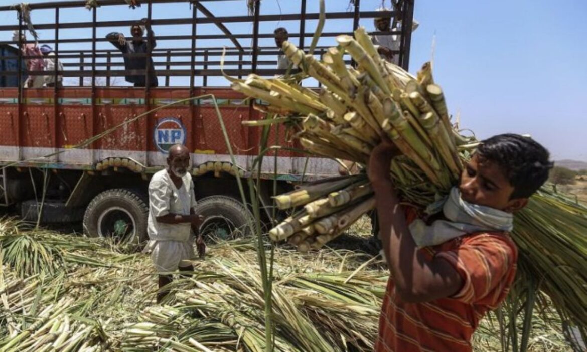 Kisan News: उत्तर प्रदेश के लखीमपुर खीरी में गन्ना किसान गंभीर आर्थिक संकट से जूझ रहे हैं. बढ़ते बकाया और भुगतान नहीं होने की वजह से कई किसान अपनी रबी फसल उगाने के लिए कर्ज में डूबते जा रहे हैं.