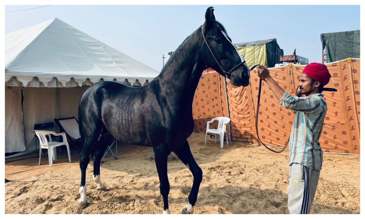 Pushkar Mela 2024: ऊंट से ऊंचा घोड़ा ! कीमत जानकर उड़ जाएंगे आपके होश