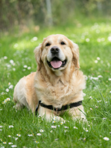 things to know before getting a pet Labrador