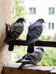 pigeon removal from balcony