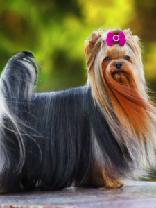 dog breeds that look like toys