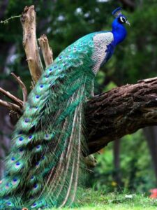 ये 6 पक्षी ऐसे दिखते हैं जैसे कुदरत ने ब्रश से रंग भर दिए हों. इनकी उड़ान, इनका रंग और इनकी हरकतें सबकुछ प्यारा है.