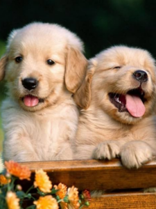 अगर आप अपने घर में क्यूटनेस और खुशी लाना चाहते हैं, तो ये 7 डॉग ब्रीड्स आपके लिए परफेक्ट पेट ऑप्शन हैं।