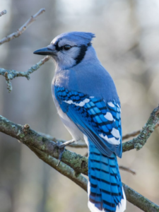 ये 6 पक्षी न सिर्फ रंग-बिरंगे हैं, बल्कि इतनी समझदारी से बोलते हैं कि आपको लगेगा कोई इंसान ही बातें कर रहा है!