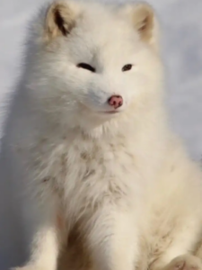 क्या आप जानते हैं उन 8 जानवरों के बारे में जो बर्फ जैसे सफेद रंग में मिलते हैं