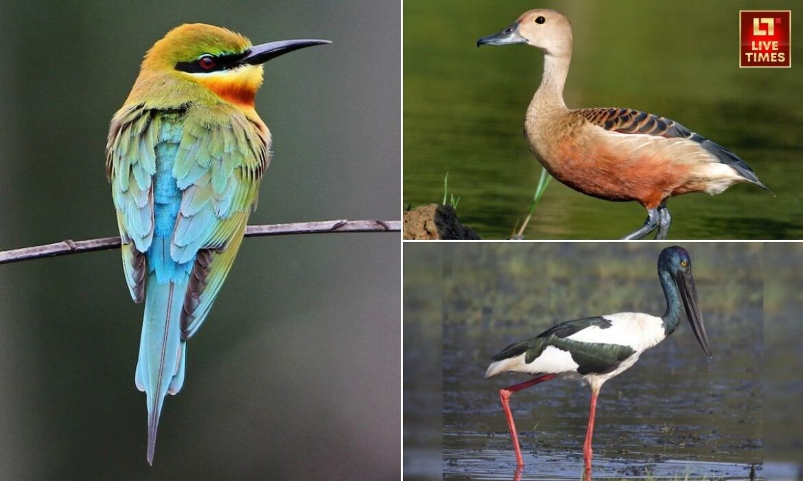 Migratory Bird: भारत में मानसून न केवल खेतों और नदियों में जीवन भरता है, बल्कि कई विदेशी परिंदों को भी आकर्षित करता है. हर साल जून से सितंबर के बीच कुछ खास प्रवासी पक्षी देश के विभिन्न हिस्सों में देखे जाते हैं. यहां हम ऐसे ही 5 प्रमुख मानसूनी प्रवासी पक्षियों और उनके ठिकानों के बारे में बता रहे हैं.