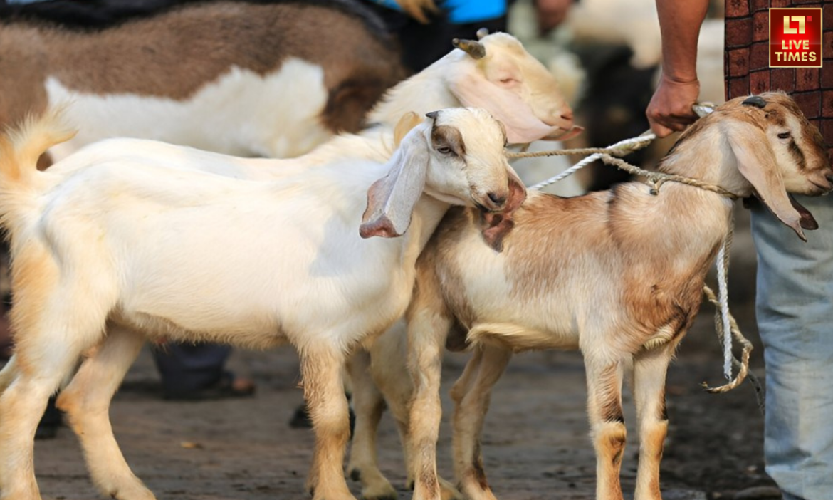 जामा मस्जिद के शाही इमाम ने मुस्लिम समुदाय से खुले में कुर्बानी नहीं करने की अपील करते हुए कहा कि साफ-सफाई और दूसरों की भावनाओं का पूरा ख्याल रखा जाए.