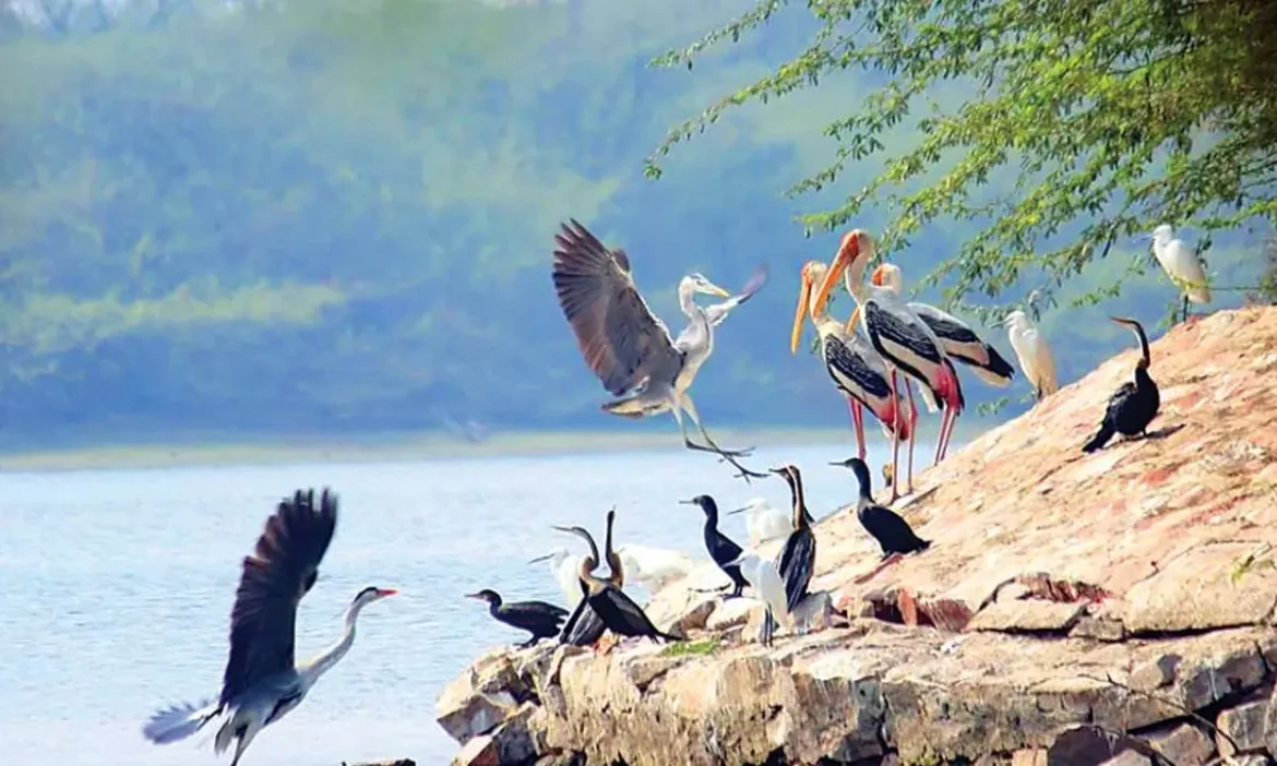 5 Famous Bird Sanctuaries: