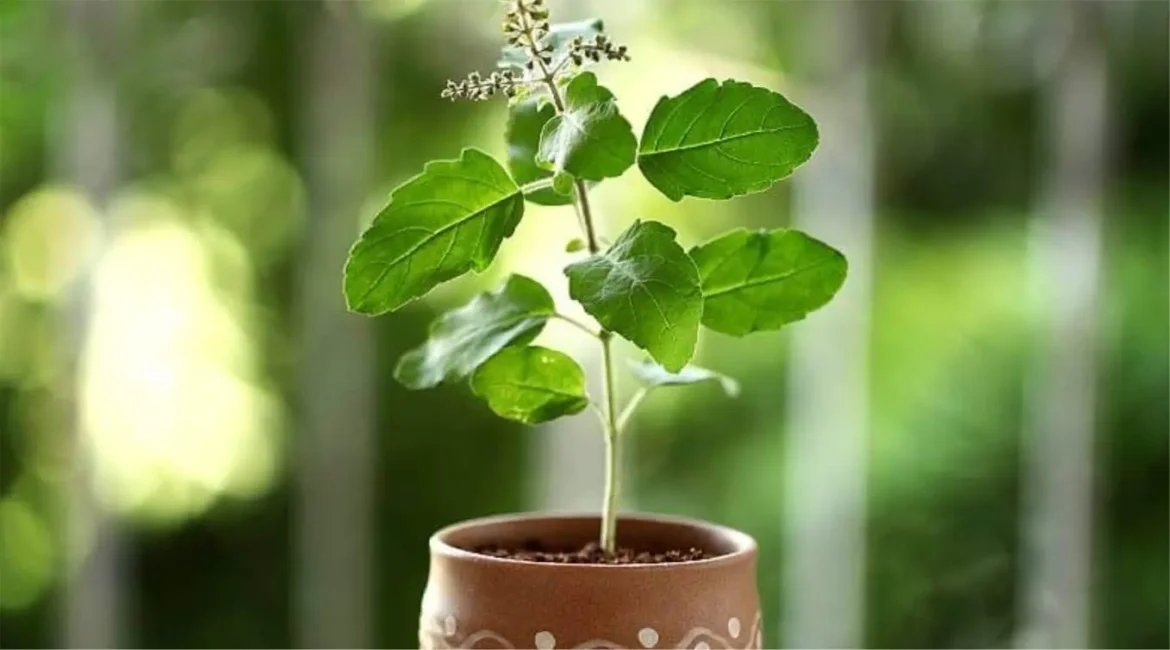 Tulsi-Plants