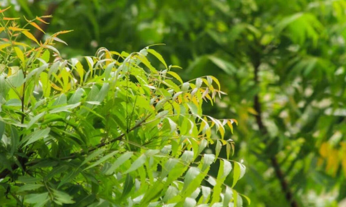Benefits of Raw Neem Leaves