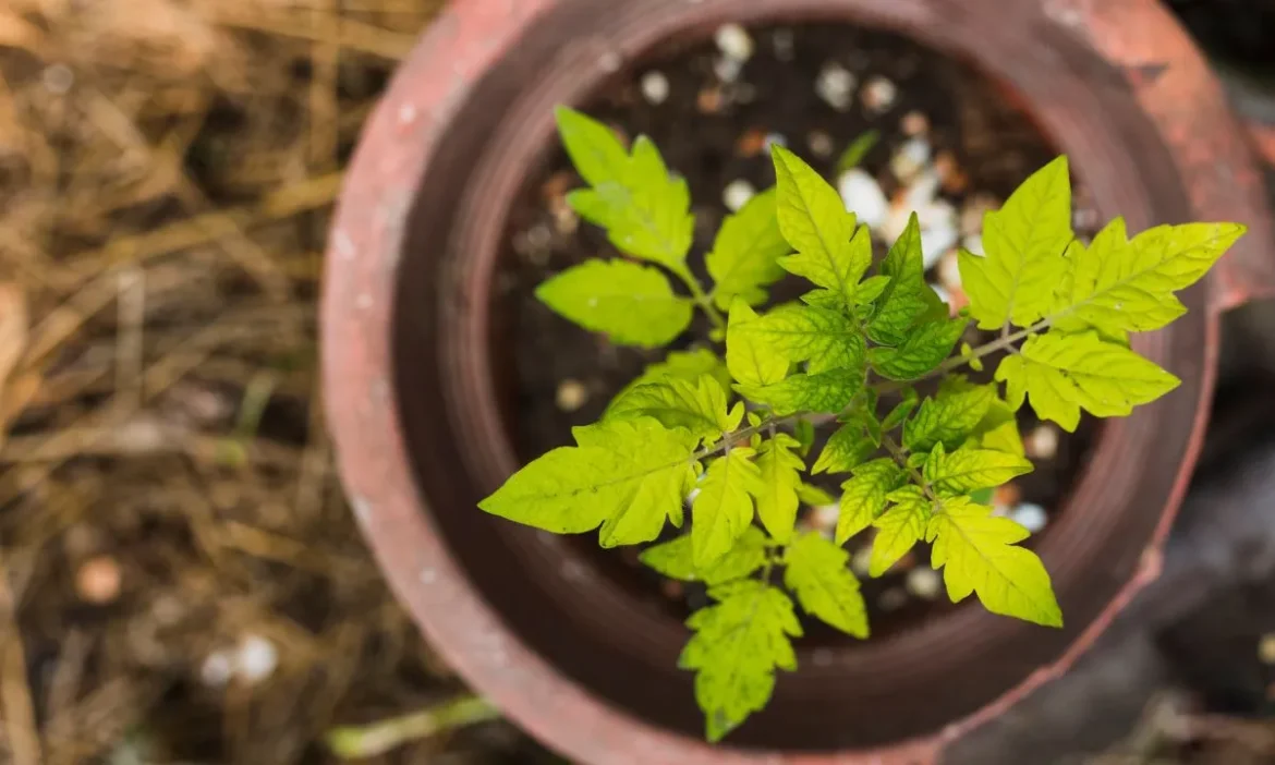 Tulsi Puja At Home