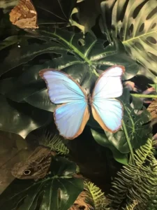 Beautiful Butterflies