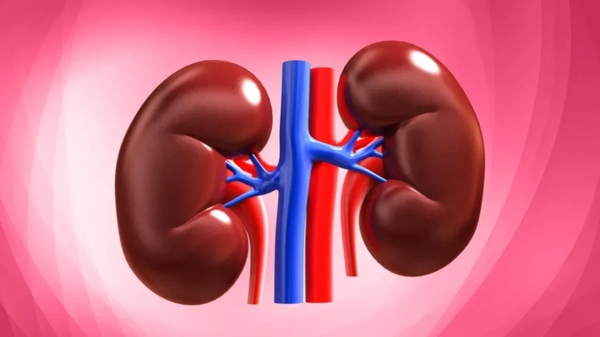 Kidney