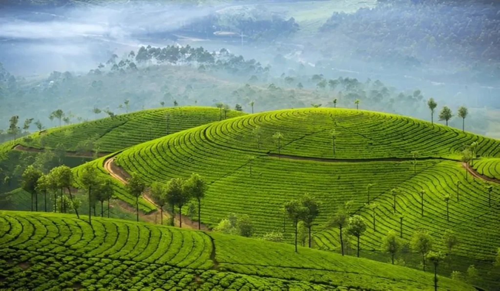 Munnar, Kerala